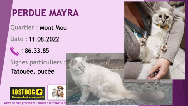 PERDUE MAYRA type ragdoll poils mi-longs tatouée pucée au Mont Mou Paita le 19.08.2022 Perd2528