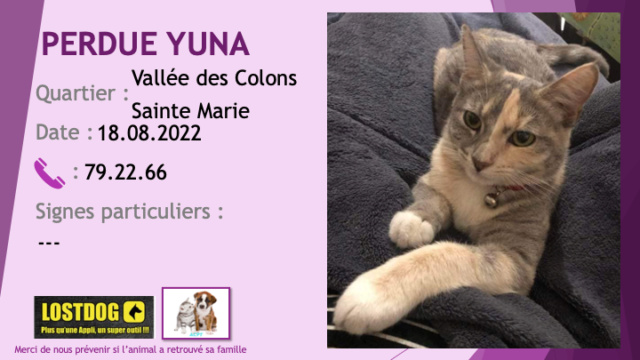 blanche - PERDUE YUNA chatte écaille de tortue grise beige clair et blanche à Sainte Marie Vallée des Colons le 18.08.2022 Perd2529