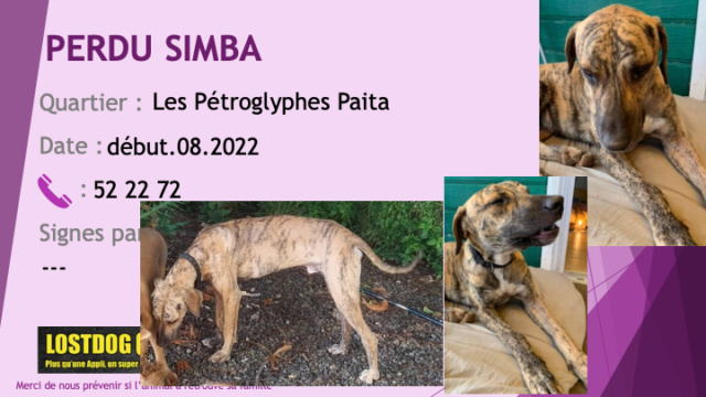 chien - PERDU SIMBA chien bringé clair oreilles tombantes lot Les Pétroglyphes Paita Katiramona début août 2022 Perd2532