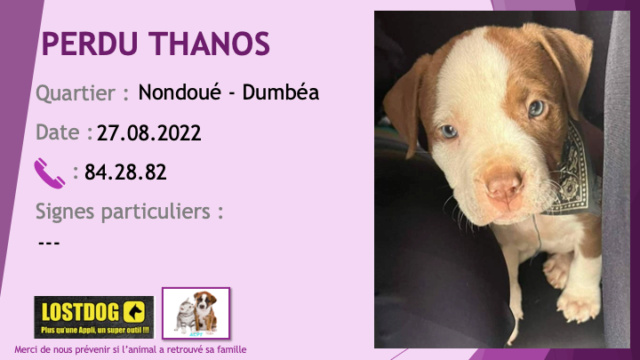 perdu - PERDU THANOS chiot pitbull beige (fauve) et blanc yeux bleus à Nondoué Dumbéa le 27.08.2022 Perd2537