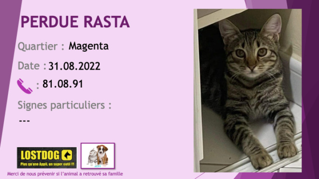 chatte - PERDUE RASTA chatte tigrée beige noir oreilles arrondies à Magenta le 31.08.2022 Perd2548