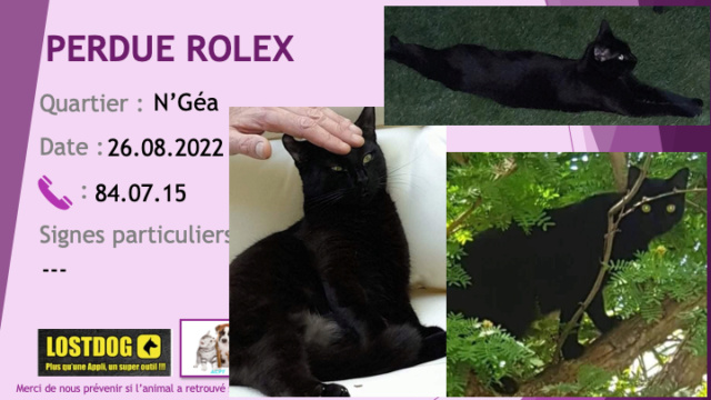chatte - PERDUE ROLEX chatte noire à N'Géa le 26.08.2022 Perd2554