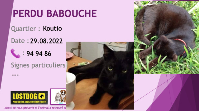 perdu - PERDU BABOUCHE chat noir collier rouge castré tatoué à Koutio le 29.08.2022 Perd2555