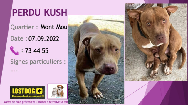 marron - PERDU KUSH croisé pitbull bassé (corps et tête pit et pattes basset) marron clair chaussettes et taches poitrail blanches au Mont Mou le 07.09.2022 Perd2566