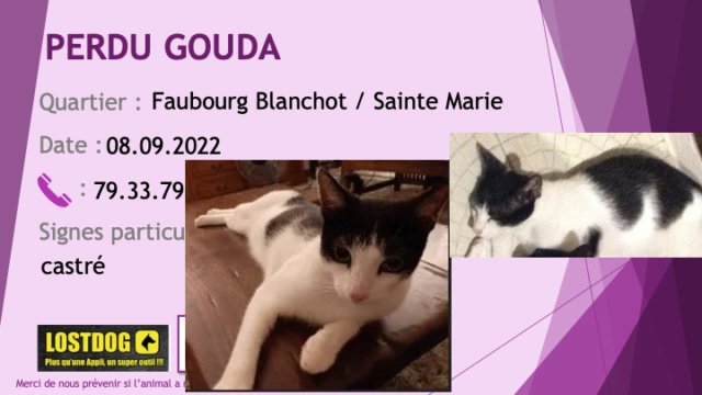 PERDU GOUDA chat noir et blanc castré au Faubourg Blanchot Sainte Marie le 08.09.2022 Perd2569