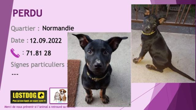 beauceron - PERDU chiot de 3 mois type beauceron noir et feu quartier Ancien Normandie le 12.09.2022 Perd2572