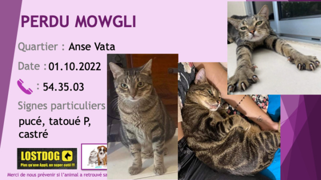 PERDU MOWGLI (GLIGLI) chat tigré beige et noir pucé tatoué P castré à l'Anse Vata le 01.10.2022 Perd2602