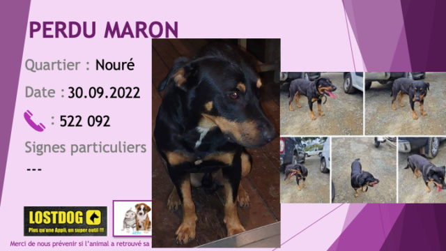 croisé - PERDU maron croisé rottweiler beauceron? noir et feu petite tache blanche poitrail à Nouré Dumbéa le 30.09.2022 Perd2604