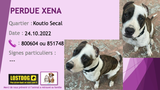 blanche - PERDU XENA jeune pitbull oreilles coupées blanche et bringée à Koutio Secal le 24.10.2022 Perd2625