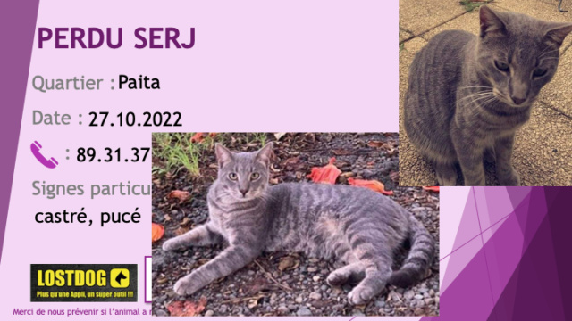 perdu - PERDU SERJ chat tigré gris souris castré, pucé le 27.10.2022 Perd2648