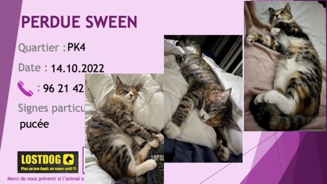 PERDUE SWEEN chatte tigrée beige roux noir chaussettes ventre et bout de nez blancs pucée au PK4 le 14.10.2022 Perd2661