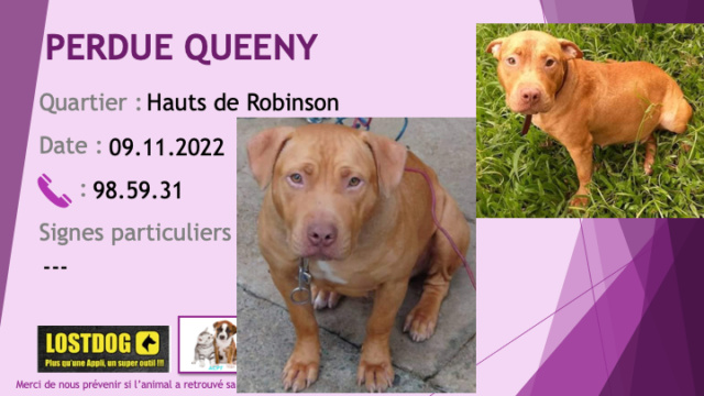 robinson - PERDUE QUEENY pitbull marron collier rouge dans les Hauts de Robinson le 09.11.2022 Perd2664