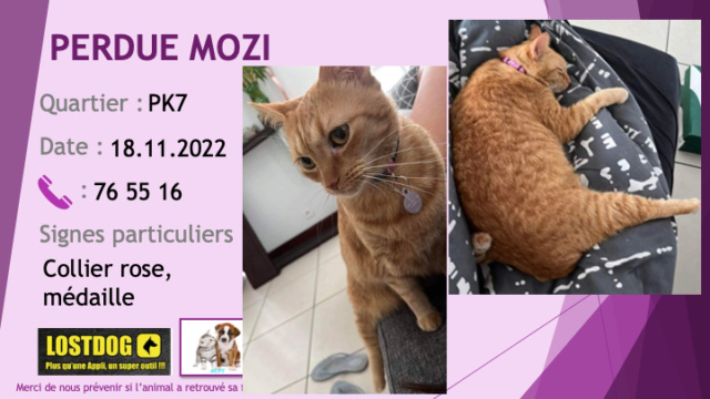 chatte - PERDUE MOZI chatte tigrée rousse collier rose avec médaille au PK7 le 18.11.2022 Perd2680