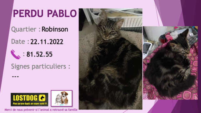 robinson - PERDU PABLO chat tigré noir et beige à Robinson le 22.11.2022 Perd2685
