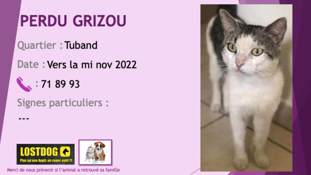 perdu - PERDU GRIZOU chat blanc et tigré beige noir à Tuband ver la mi novembre 2022 Perd2704