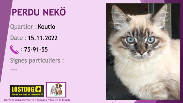 PERDU NEKÖ ragdoll couleur crème, masque tigré foncé yeux bleus à Koutio le 15.11.2022 Perd2710