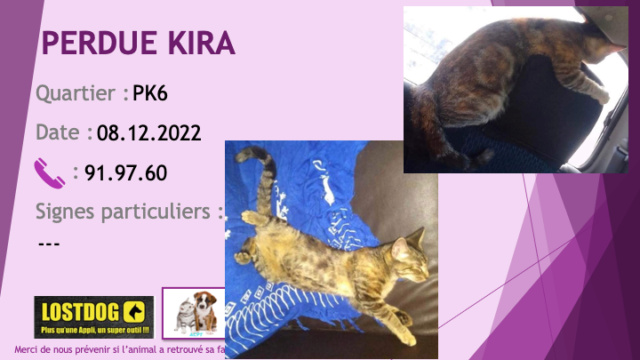 chatte - PERDUE KIRA chatte tigrée beige noire rousse au PK6 le 08.12.2022 Perd2716