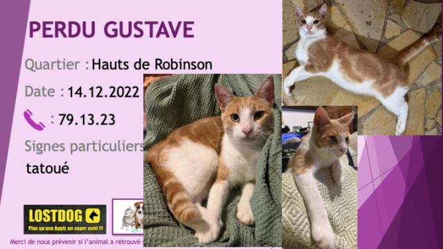 PERDU GUSTAVE chat roux légèrement tigré et blanc tatoué aux Hauts de Robinson le 14.12.2022 Perd2719