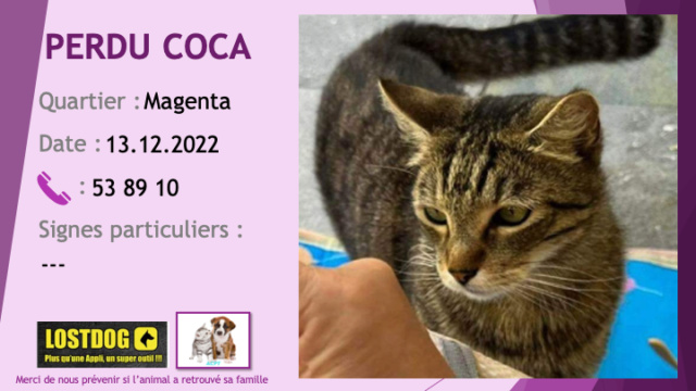 PERDU COCA chat tigré beige et noir, un peu de blanc sous le menton à Magenta le 07.12.2022 Perd2720