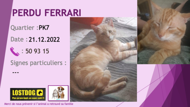 PERDU FERRARI chat tigré roux au PK7 le 21.12.2022 Perd2752