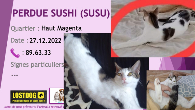 PERDUE SUSHI chatte blanche et tigrée beige noir à Haut Magenta le 27.12.2022 Perd2763