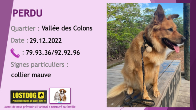 marron - PERDUE VICKY type berger australien ou berger belge tervueren marron clair (sable foncé) poils mi-longs collier mauve à la Vallée des Colons le 29.12.2022 Perd2766