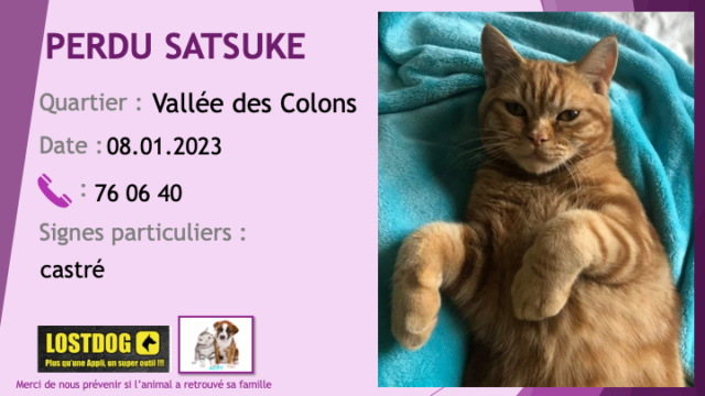 perdu - PERDU SATSUKE chat tigré roux castré à la Vallée des Colons le 08.01.2023 Perd2818