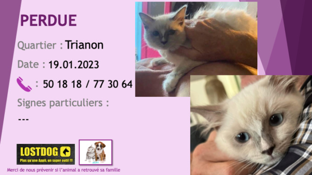 PERDUE chaton de 4 mois type ragdoll crème yeux bleus au Trianon le 19.01.2023 Perd2841