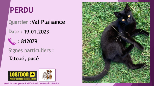 plaisance - PERDU chat noir tatoué pucé à Val Plaisance le 19.01.2023 Perd2845