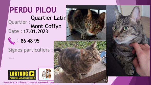 PERDU PILOU chat tigré (rayures fines) beige et noir au MonT Coffyn Quartier Latin le 17.01.2023 Perd2846
