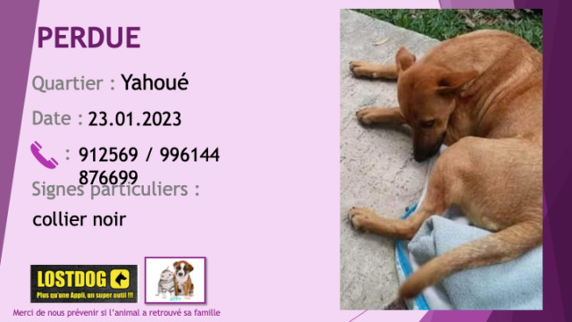 PERDUE chienne marron clair (fauve) type berger tatouée, stérilisée collier vert avec tel à Yahoué le 23.01.2023 Perd2856