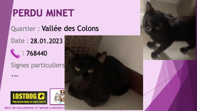 perdu - PERDU MINET chat noir à la Vallée des Colons le 28.01.2023 Perd2868