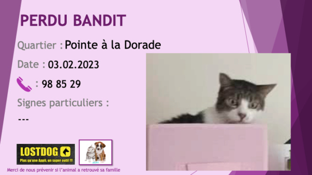 PERDU BANDIT chat blanc et tigré beige noir à la Pointe à la Dorade le 03.02.2023 Perd2886