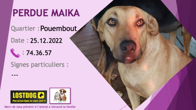 PERDUE MAIKA croisée pitbull labrador? sable oreilles tombantes à Pouembout le 25.12.2022 Perd2907