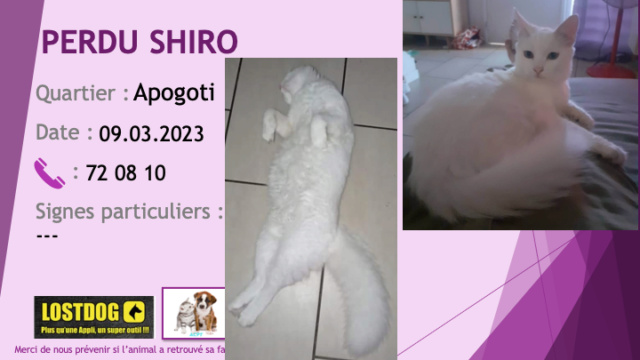 PERDU SHIRO chat blanc à Apogoti Dumbéa sur Mer le 09.03.2023 Perd2918