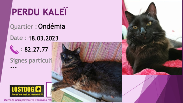 PERDU KALEÏ chat noir poils mi-longs à Ondémia Paita le 18.03.2023 Perd2930