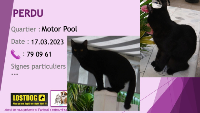 PERDU chat noir yeux dorés au Motor Pool le 17.03.2023 Perd2939