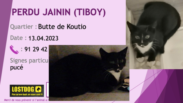 PERDU JAININ (TIBOY) chat pucé noir chaussettes, poitrail et fine liste blanche à la Butte de Koutio le 13.04.2023 Perd2960