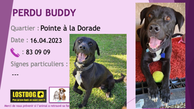 perdu - PERDU BUDDY type pitbull labrador oreilles tombantes noir tache poitrail et petites chaussettes blanches castré à la Pointe à la Dorade Dumbéa sur Mer le 16.04.2023 Perd2966