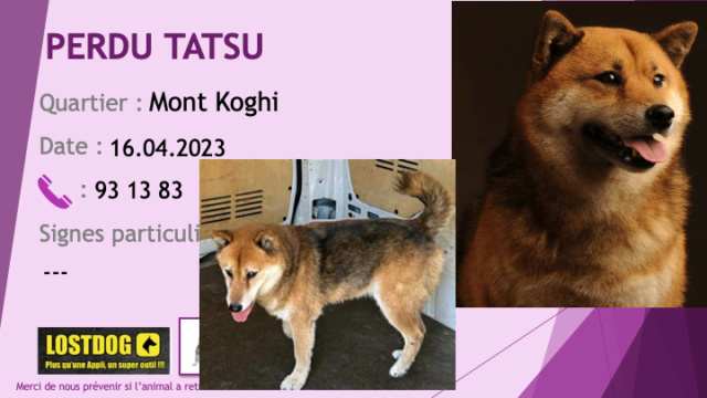 PERDU TATSU shiba inu fauve noir et crème au Mont Koghi le 16.04.2023 Perd2975