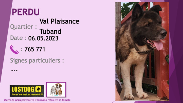 perdu - PERDU akita noir et marron poitrail et pattes blancs à Val Plaisance Tuband le 06.05.2023 Perd2989