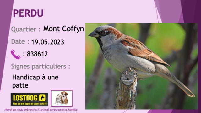 PERDU moineau de 6 mois au Mont Coffin le 19.05.2023 Perd3002