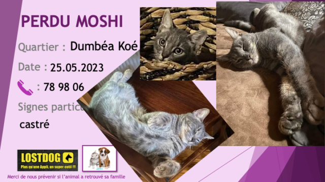 perdu - PERDU MOSHI chat tigré gris castré à Dumbéa Koé le 25.05.2023 Perd3009