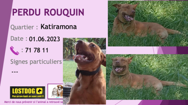 marron - PERDU ROUQUIN type pitbull oreilles droites marron clair à Katiramona Paita le 01.06.2023 Perd3019