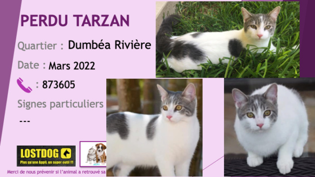 PERDU TARZAN chat blanc avec taches grises tigrées à Dumbéa Rivière en mars 2022 Perd3029