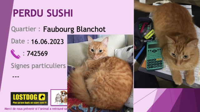 PERDU SUSHI chat tigré roux yeux verts poils mi-longs au Faubourg Blanchot le 16.06.2023 Perd3036