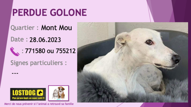 blanche - PERDUE GOLONE lévrier blanche au Mont Mou Paita le 28.06.2023 Perd3053