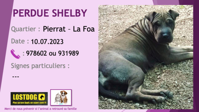 PERDUE SHELBY sharpei marron foncé à Pierrat La Foa le 10.07.2023 Perd3062