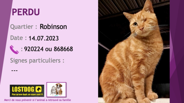 PERDU chat tigré roux (manque l'oeil gauche) à Robinson le 14.07.2023 Perd3070