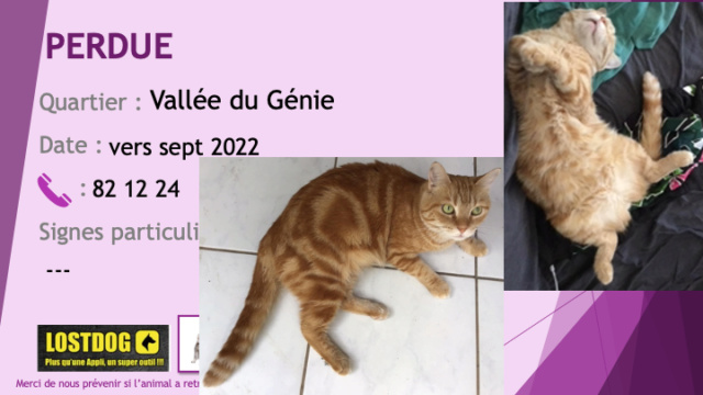 PERDUE chatte tigrée rousse stérilisée à la Vallée du Génie vers septembre 2022 Perd3075